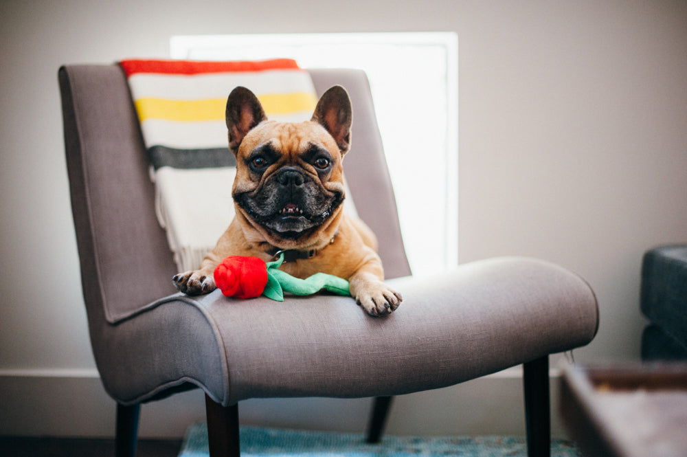 Puppy Love Rover's Roses