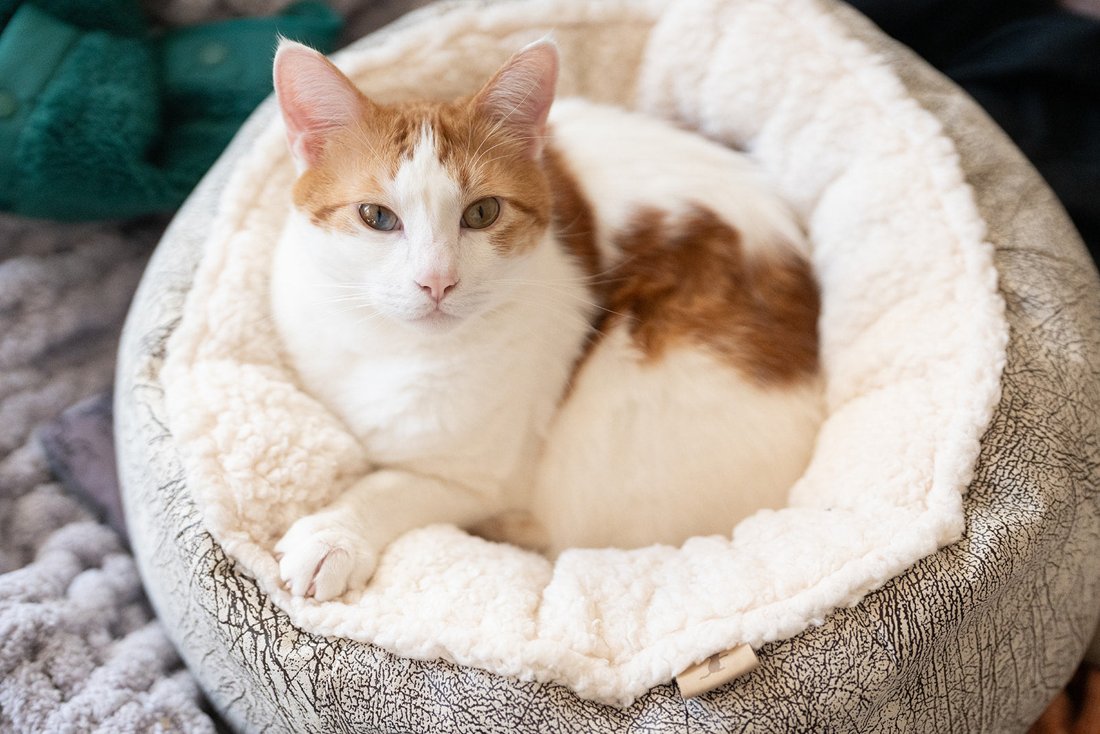 Feline Frenzy Donut Cuddler Bed