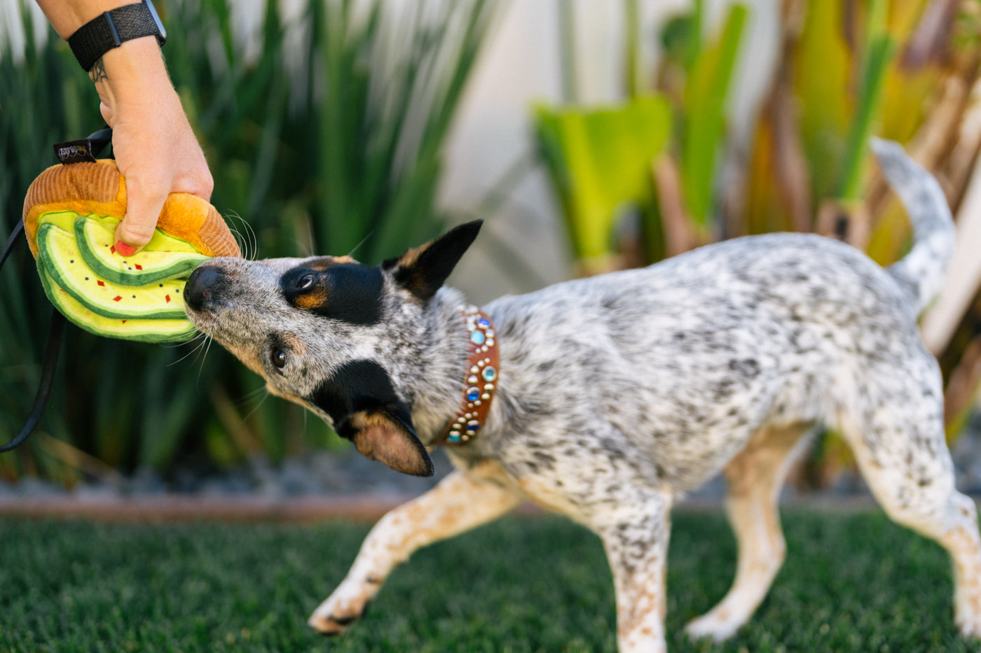 Barking Brunch Collection