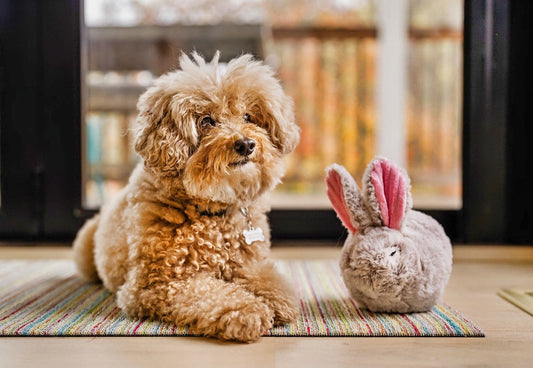 Forest Friends Baxter the Bunny
