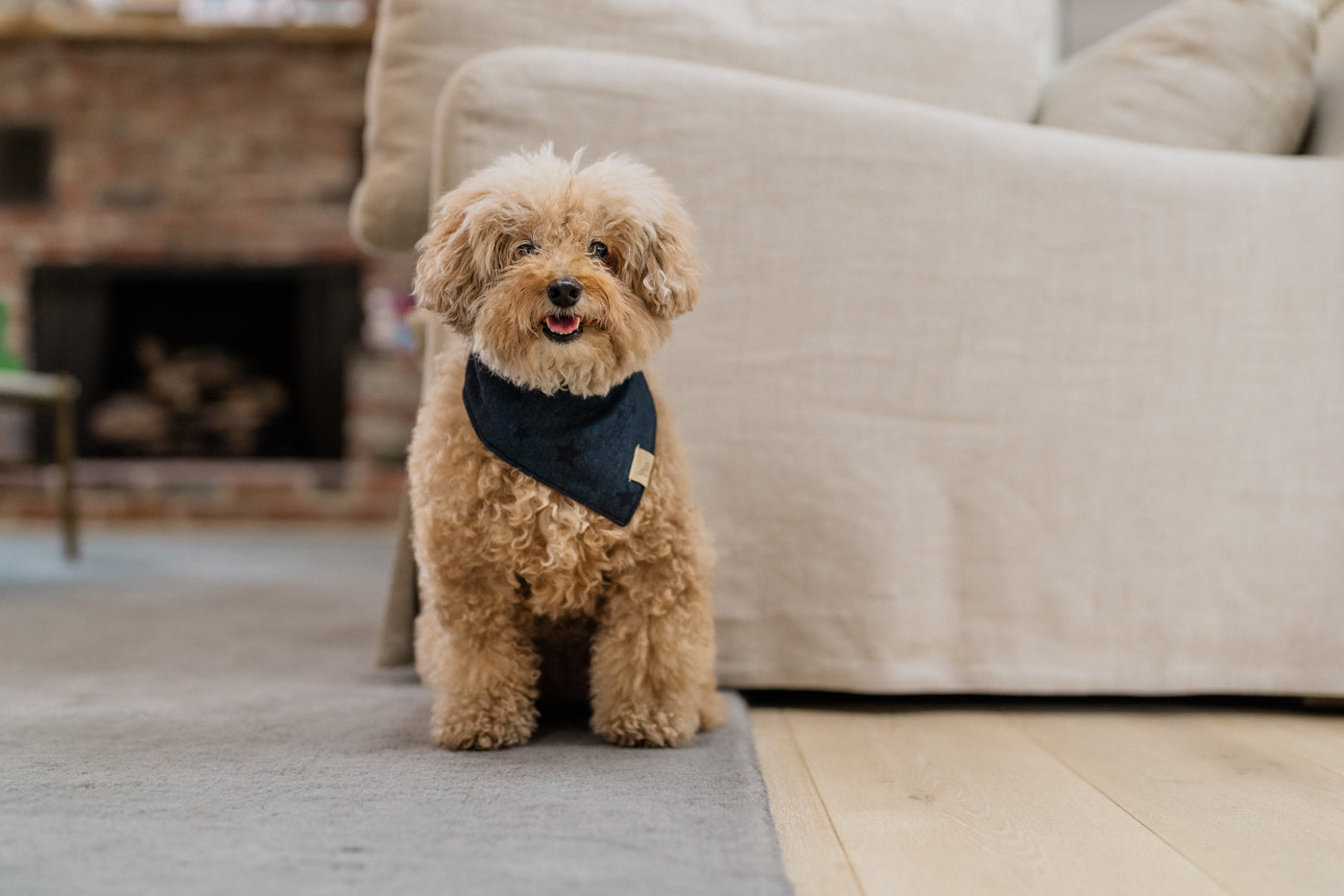 Doggy Duo Bandana - The Adventurer