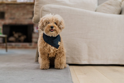 Doggy Duo Bandana - The Adventurer