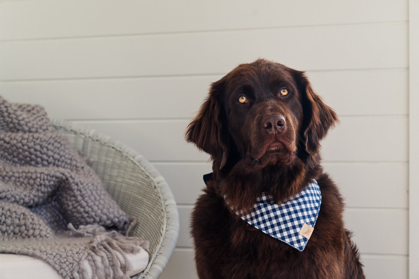 Doggy Duo Bandana - The Trendsetter