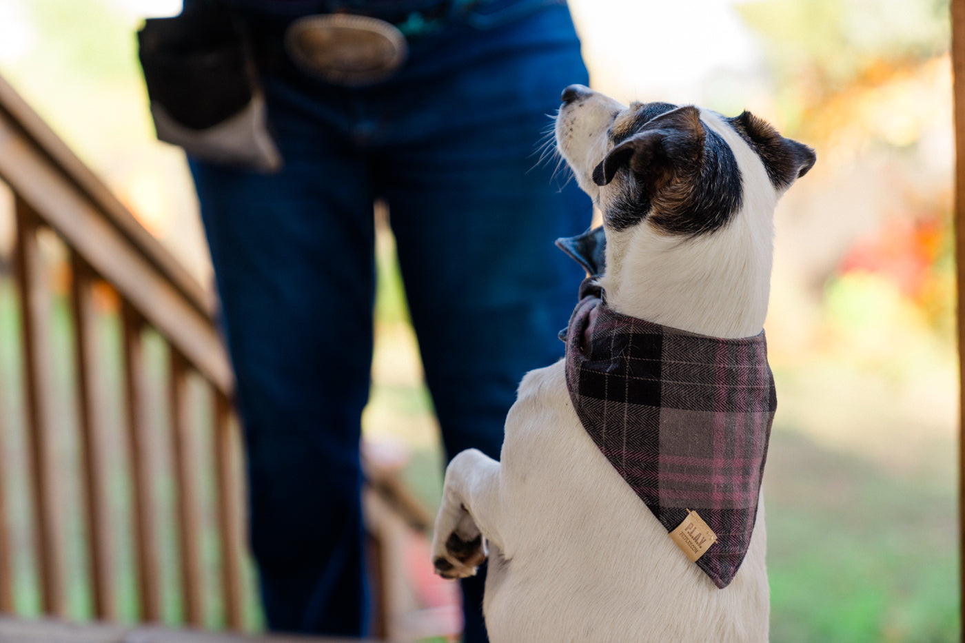 Doggy Duo Bandana - The Entertainer