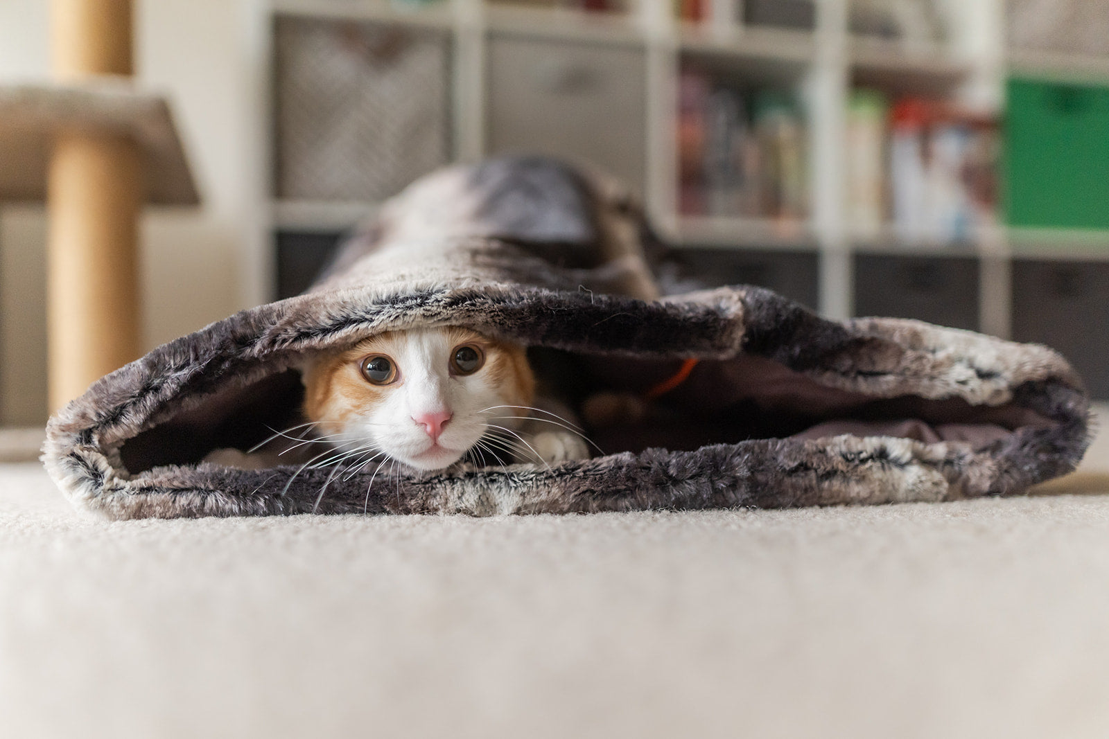 Snuggle Bed®