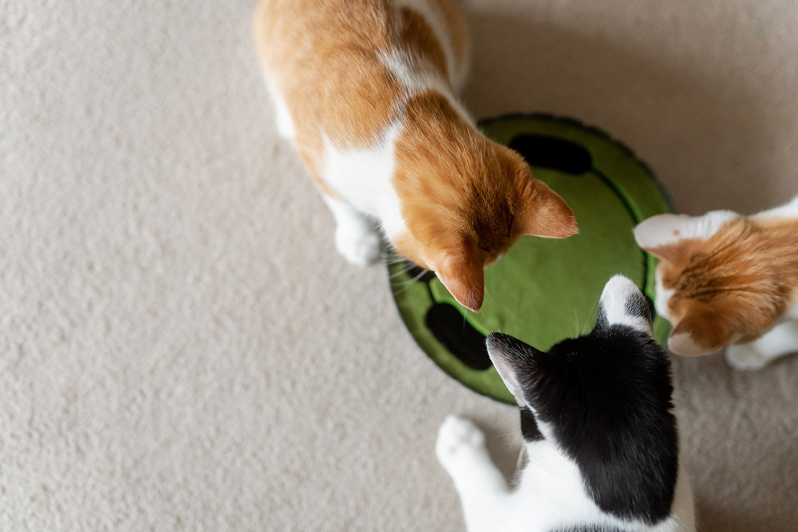 Feline Frenzy Peek-a-boo Mouse Interactive Cat Toy