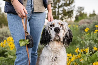 Proper Pup Poop Bag Dispenser