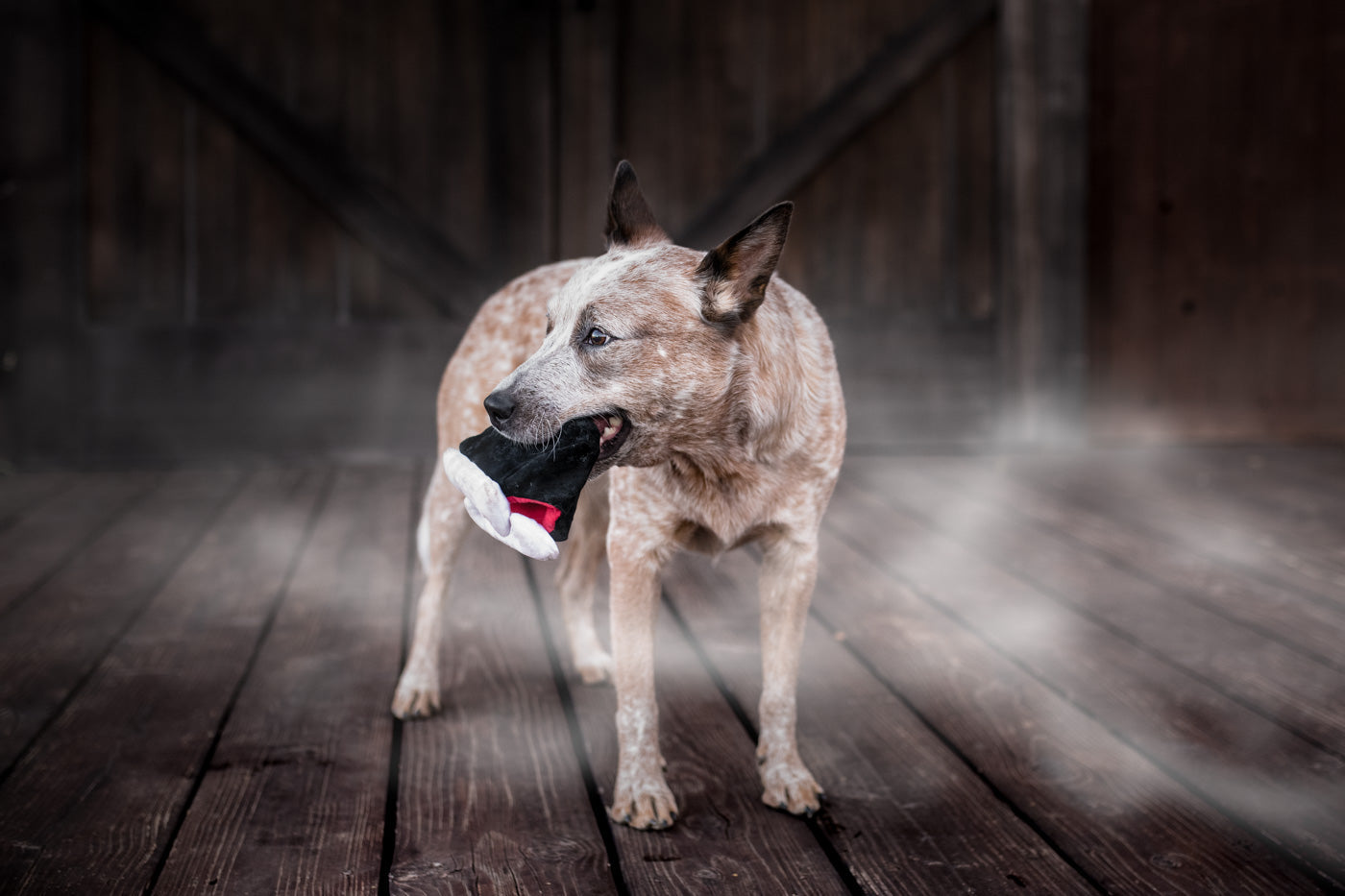 Howling Haunts Barky's Bite