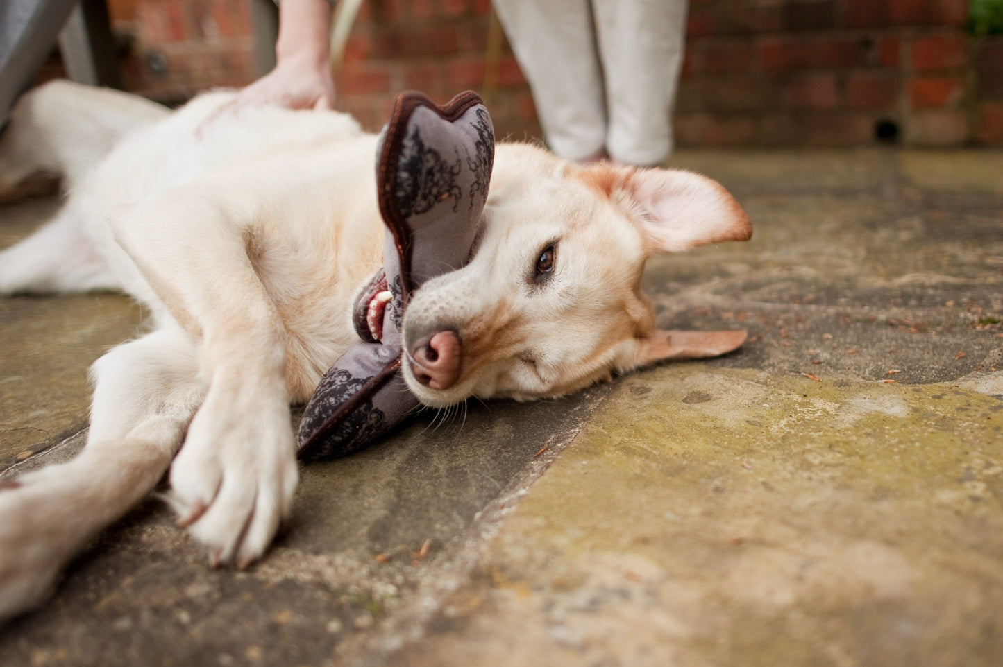 ECO PLAY Bone