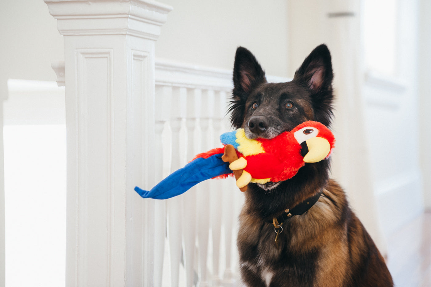 Fetching Flock Paula the Parrot
