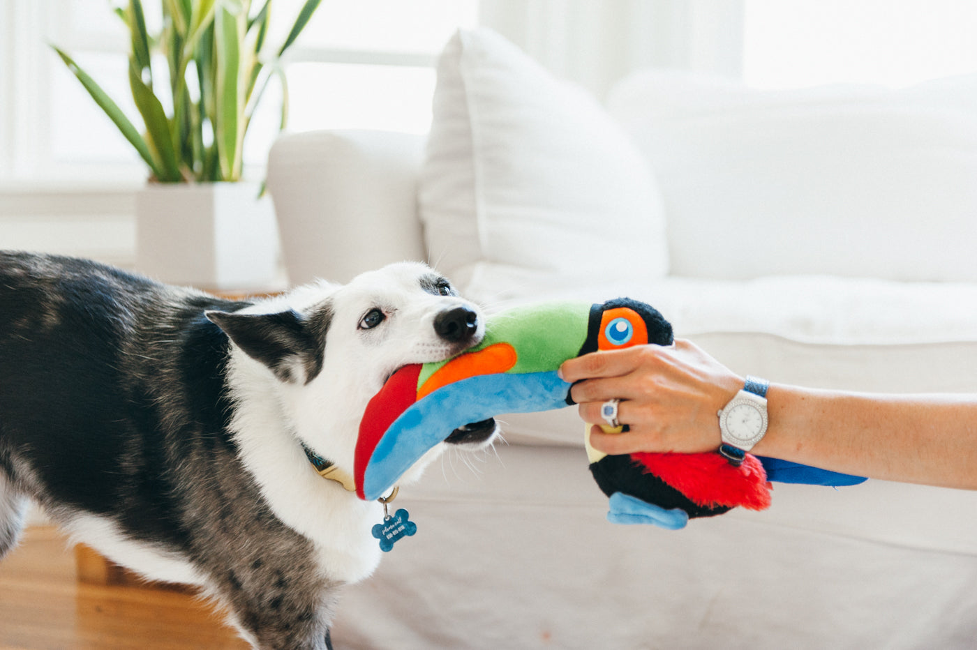 Fetching Flock Tito the Toucan