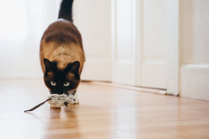 Feline Frenzy Catch a Meowse