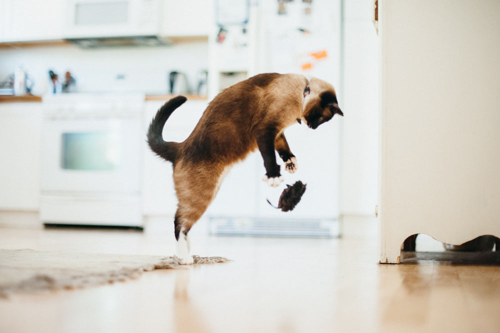 Feline Frenzy Catch a Meowse