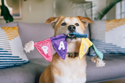Party Animal Collection