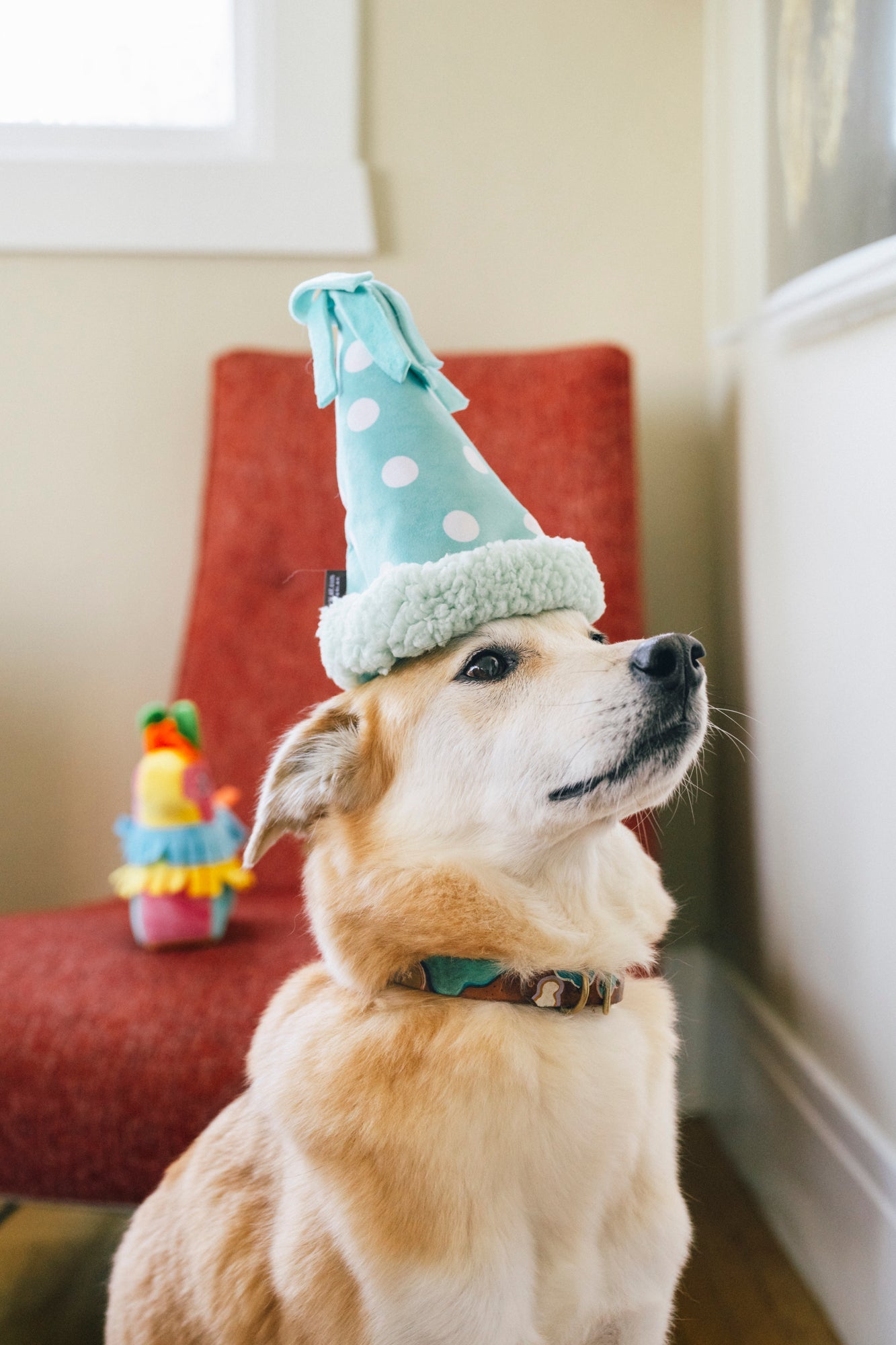 Party Animal Yappy Party Hat
