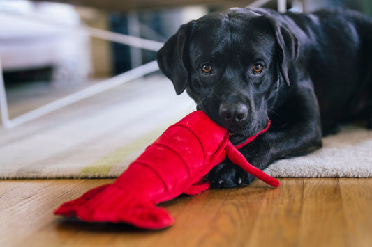 Ocean Buddies Lemmy the Lobster