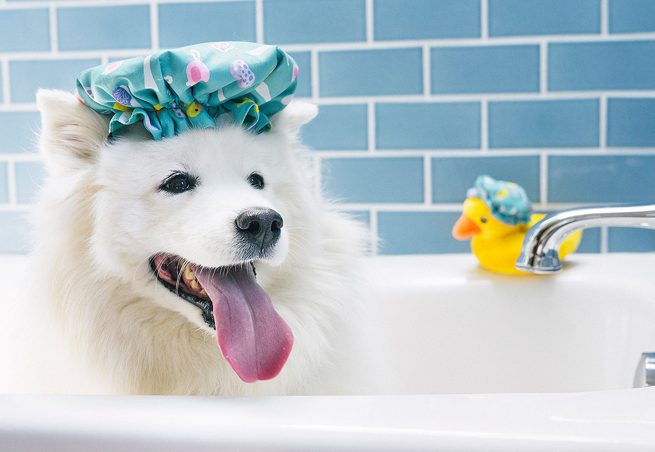 Splish Splash Collection