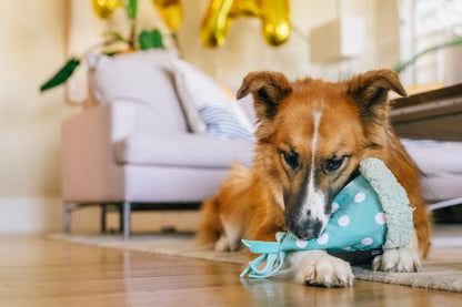 Party Animal Yappy Party Hat