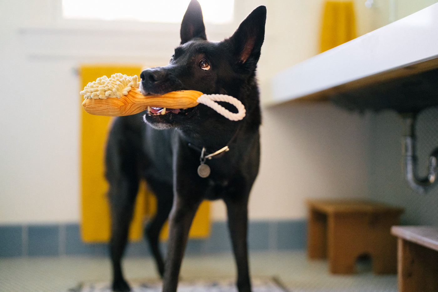 Splish Splash Bark n' Bristles