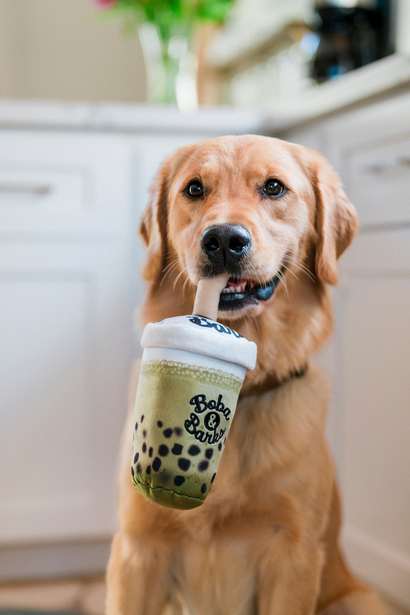 Fog City Pet x Play Matcha Boba