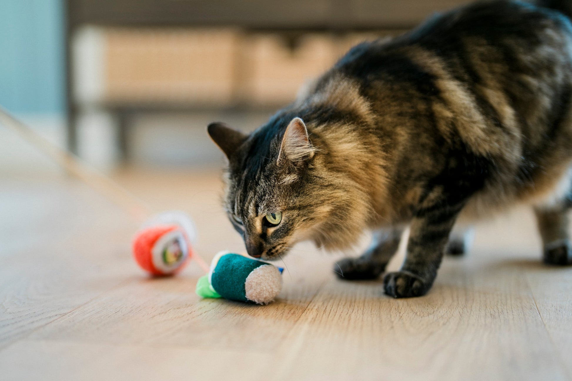 Fog City Pet x Feline Frenzy Roll With It Wand