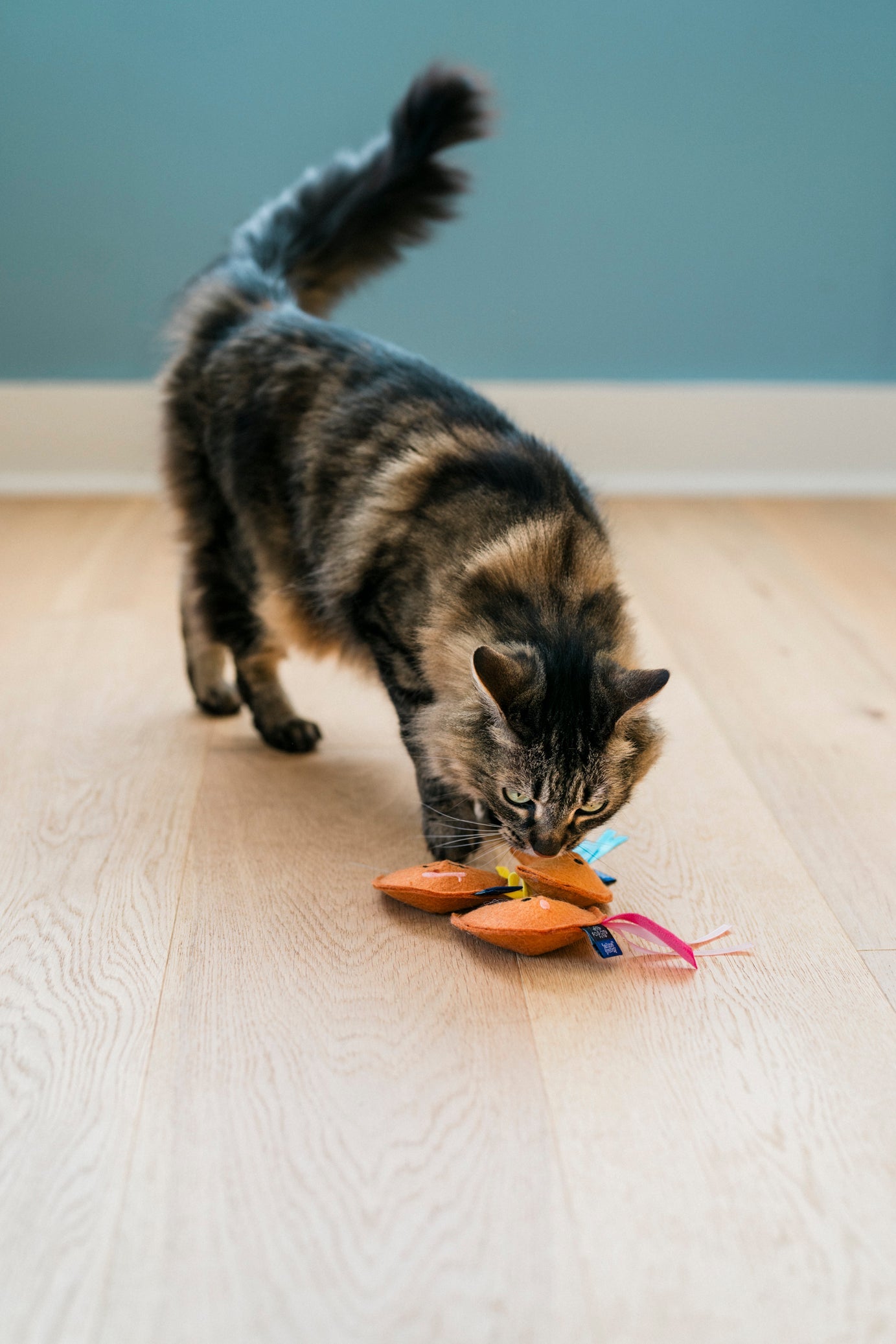 Fog City Pet x Feline Frenzy Fortune Whiskers