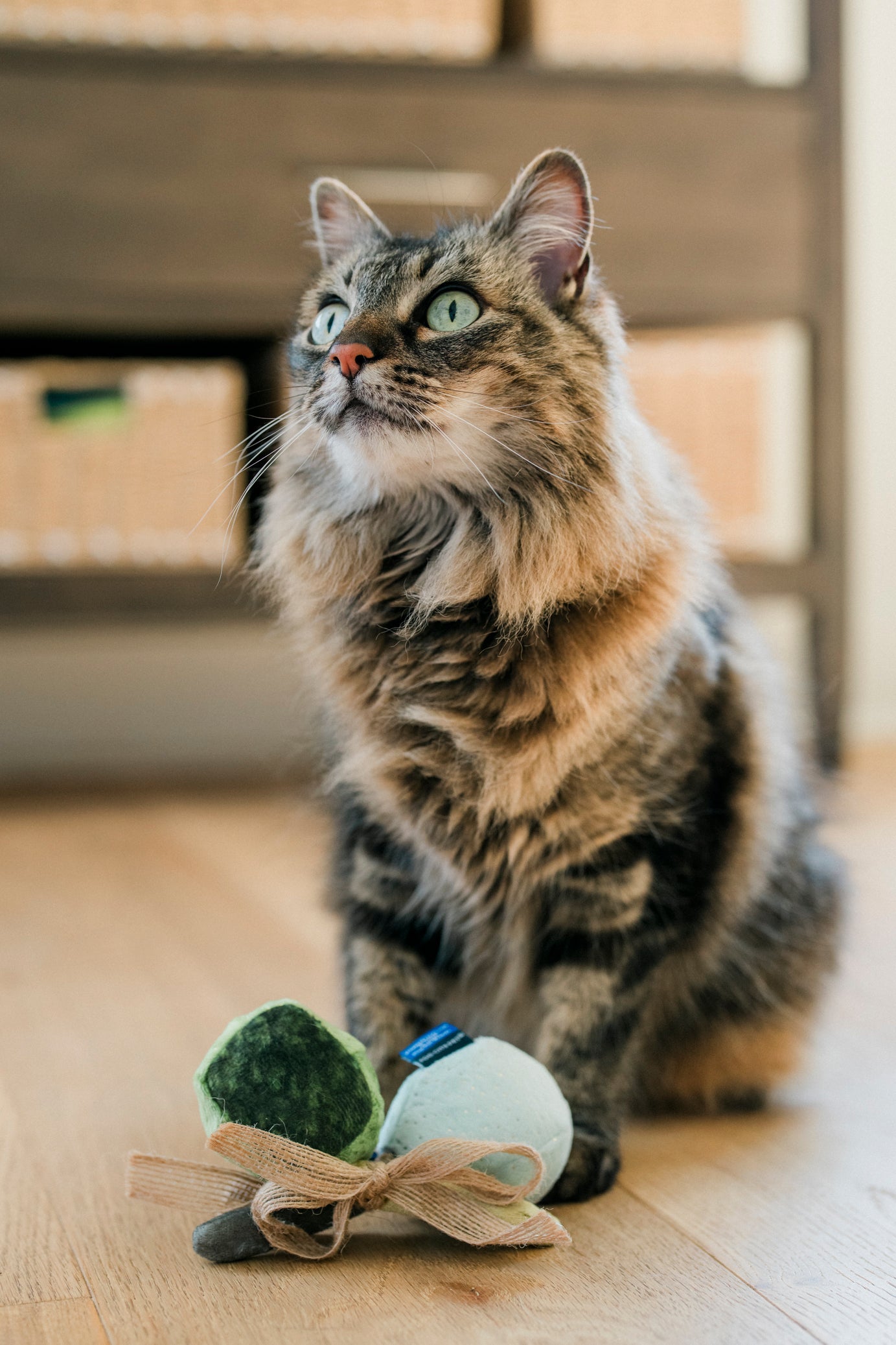 Fog City Pet x Feline Frenzy Matcha Meows