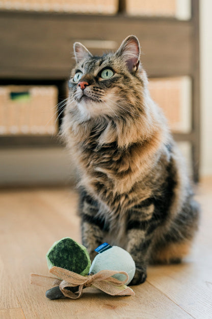 Fog City Pet x Feline Frenzy Matcha Meows