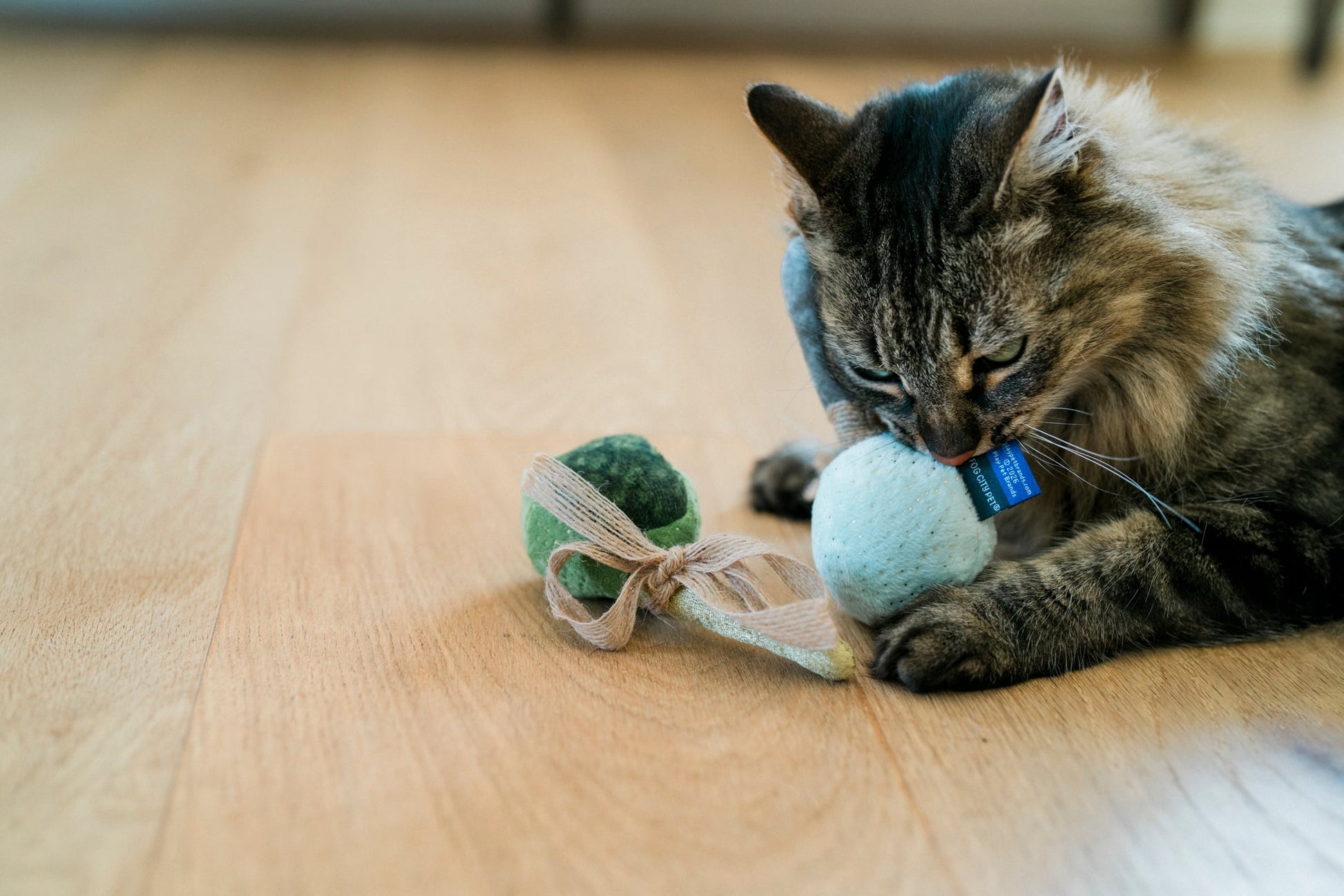 Fog City Pet x Feline Frenzy Matcha Meows