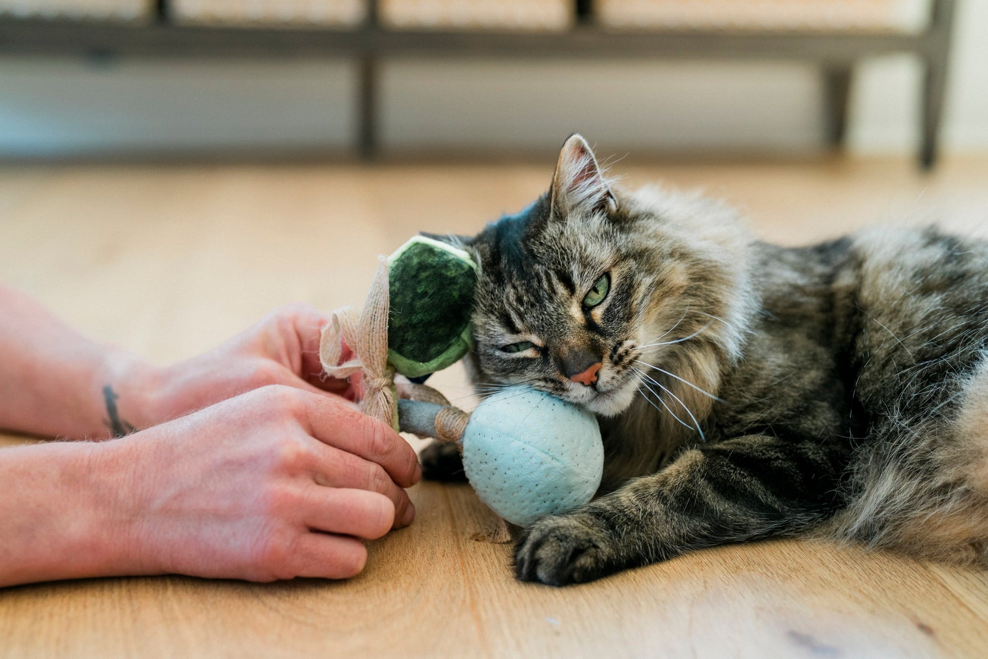 Fog City Pet x Feline Frenzy Matcha Meows