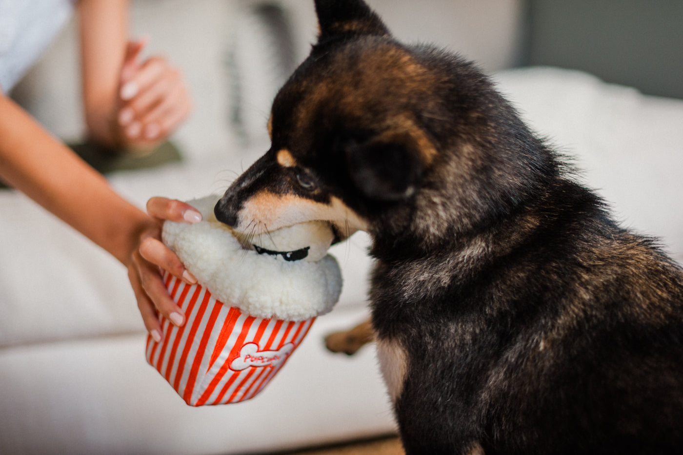 Hollywoof Cinema Collection