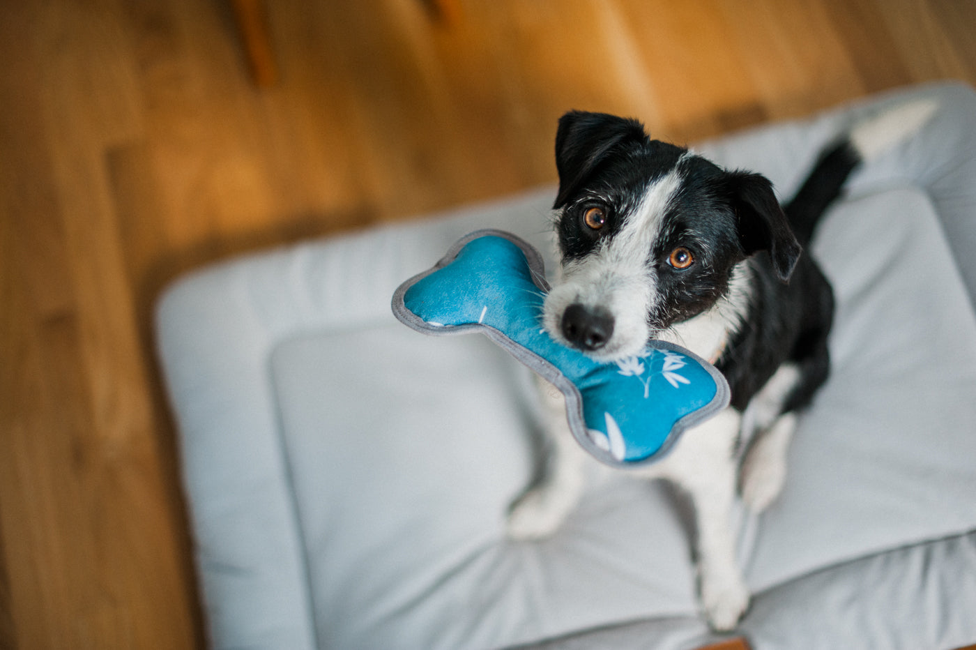 ECO PLAY Bone