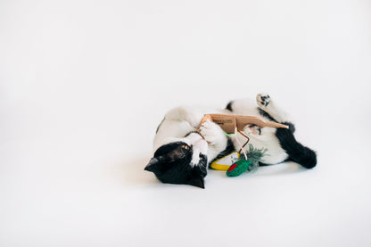 Feline Frenzy Purrfect Pairings