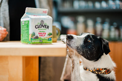Clover Sonoma x P.L.A.Y. Canine Carton Toy