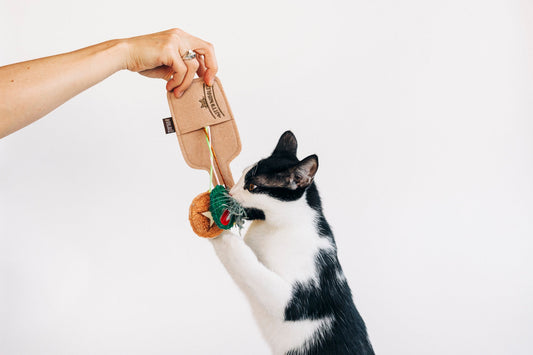 Feline Frenzy Purrfect Pairings
