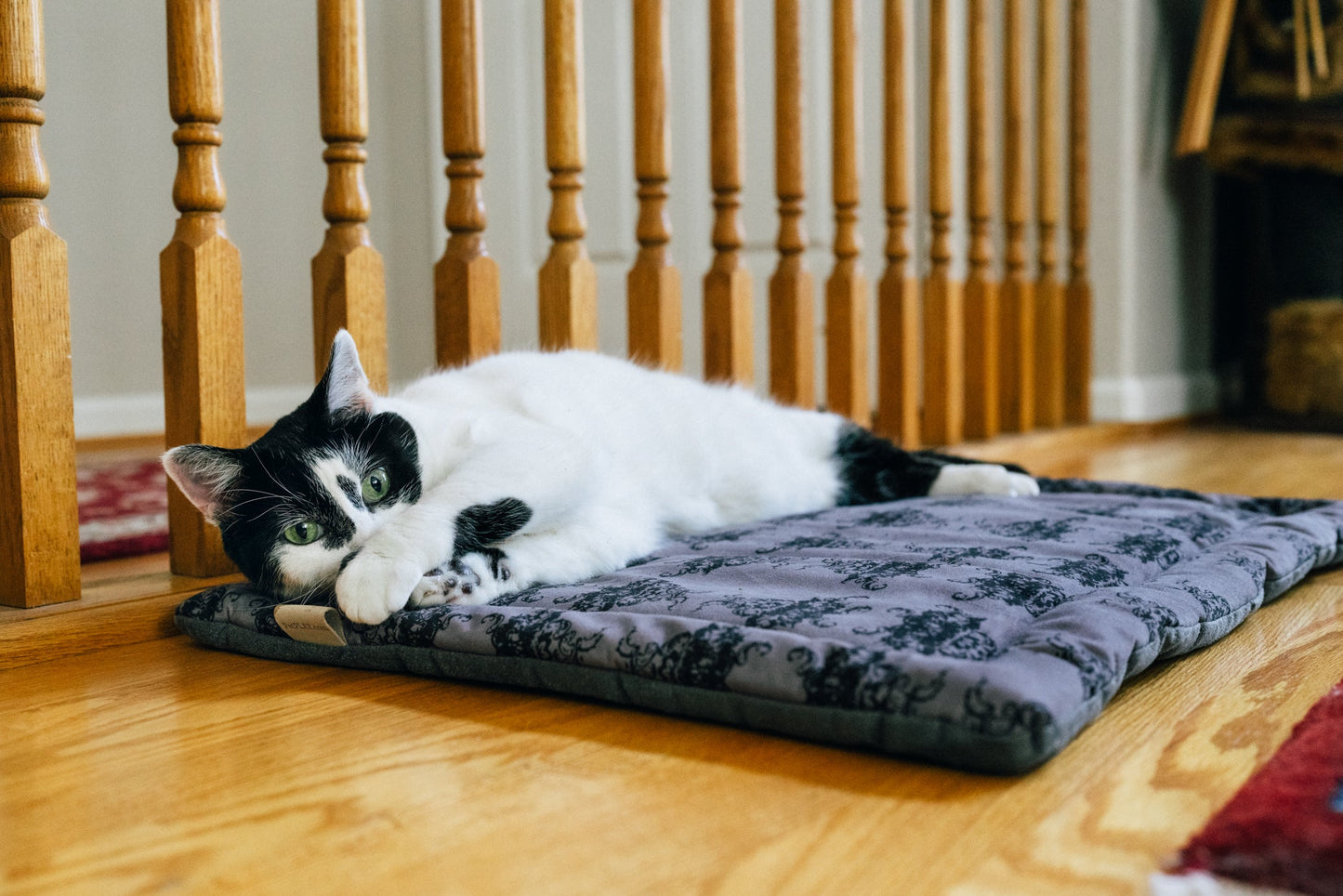Feline Frenzy Cat Nap Pad