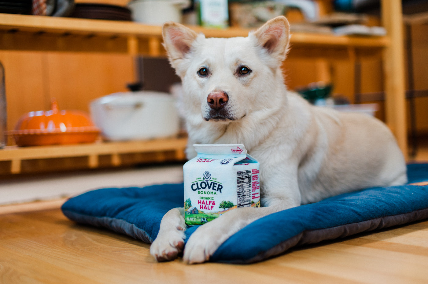 Clover Sonoma x P.L.A.Y. Canine Carton Toy