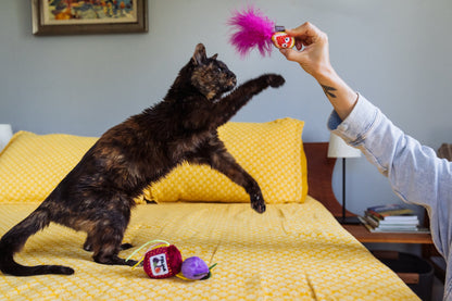 Feline Frenzy Fig N' Whiskers