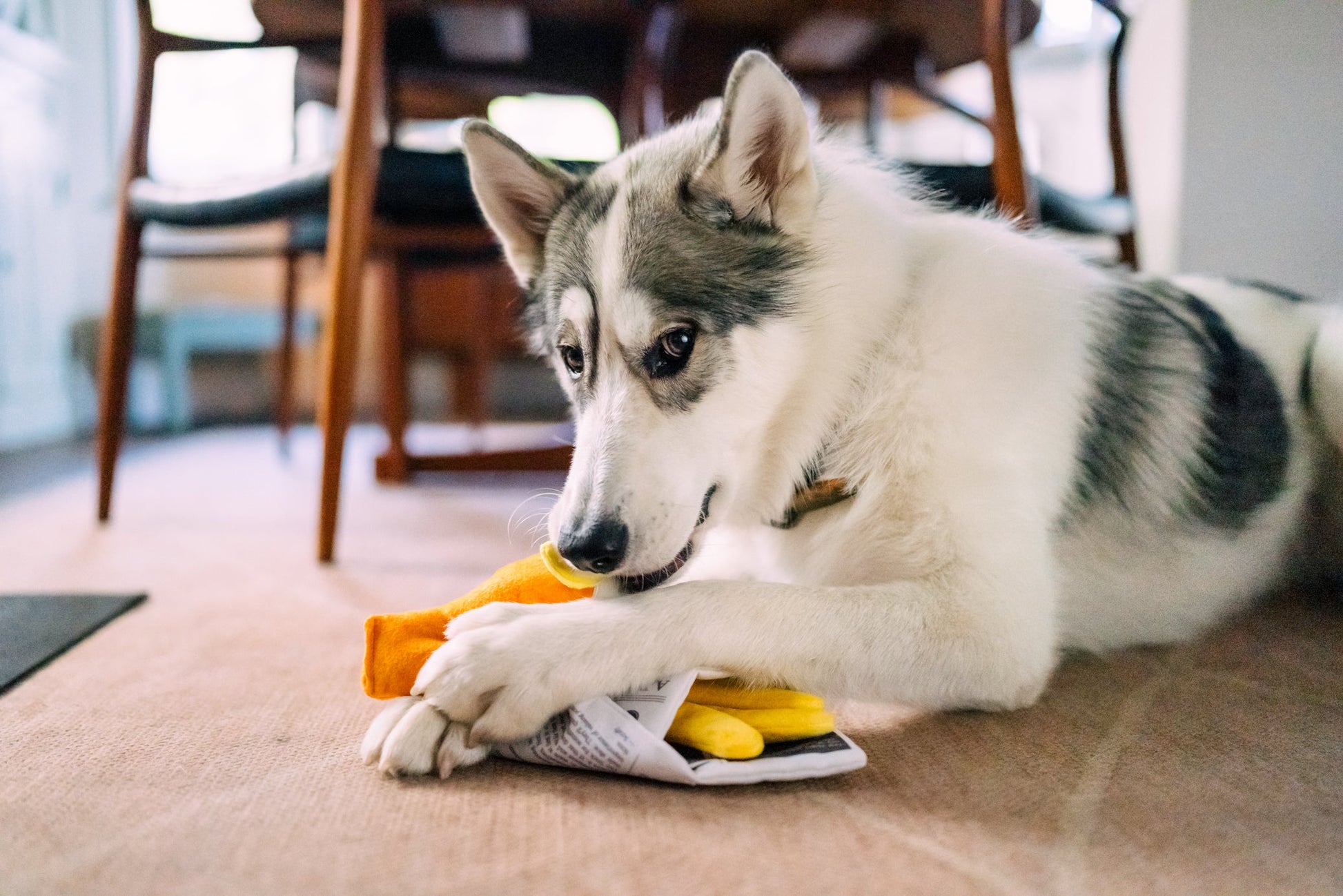 International Classic Chippy Chews