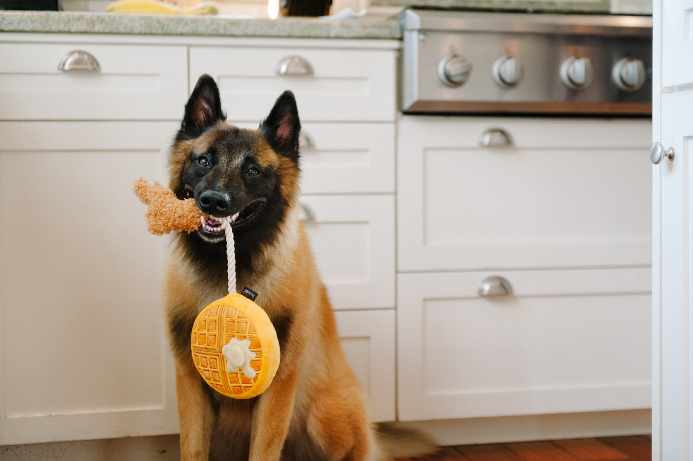 Barking Brunch Collection