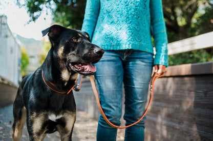 Napoli Leash