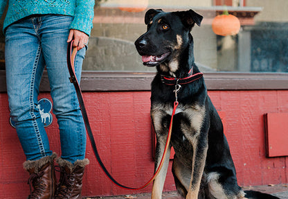 Napoli Leash