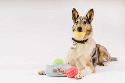 Pup Cup Cafe Mutt-a-rons