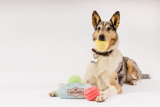 Pup Cup Cafe Mutt-a-rons