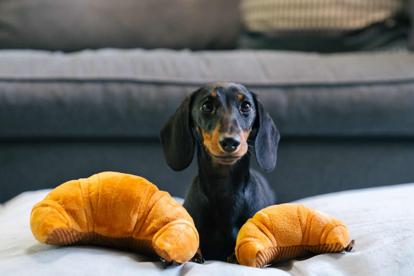 Barking Brunch Collection