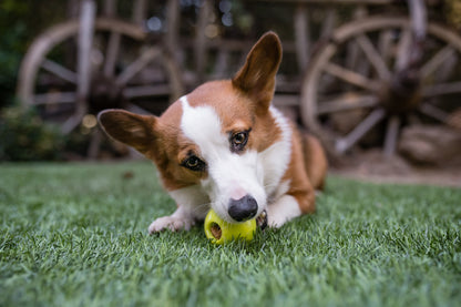 ZoomieRex IncrediBall